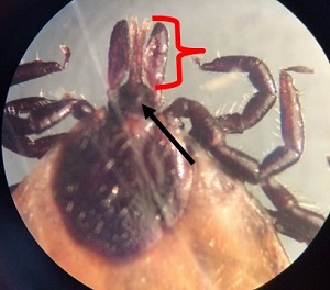 Case490_C Answer Figure C