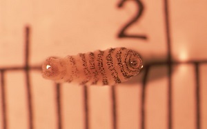 JUNE - 2019 - CASE #494 parasitic image