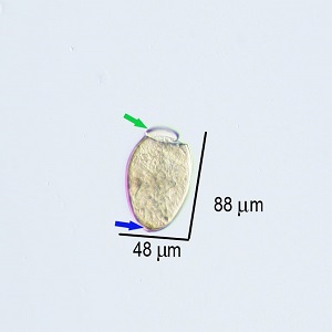 Case_504_B_Answer Figure