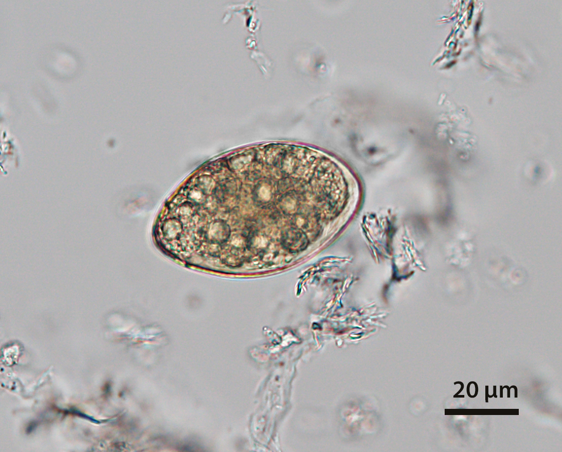 OCTOBER - 2020 - CASE #525 parasitic image