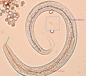 Case_508_C_Answer Figure C