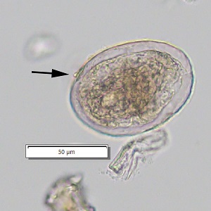 Case_510_D_answer Case_510_D_answer