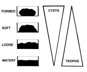 Distribution of protozoa in relation to stool consistency.