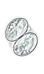 Sarcocystis oocyst
