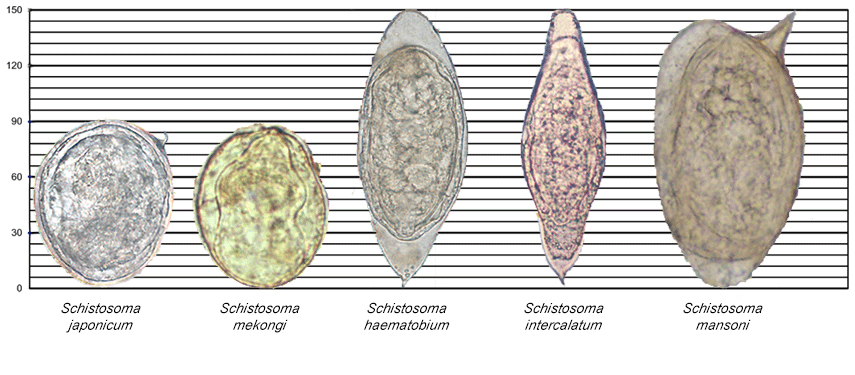 Images of various Schistosoma species along a scale for reference.