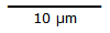 Scale for 10 micro meters
