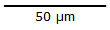 50 micrometer scale