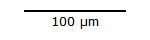 100 micrometer scale