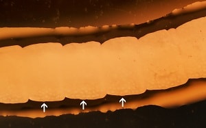 C1 Figure B