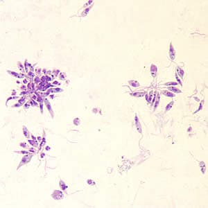 Figure A: <em>Leishmania</em> sp. promastigotes from culture.