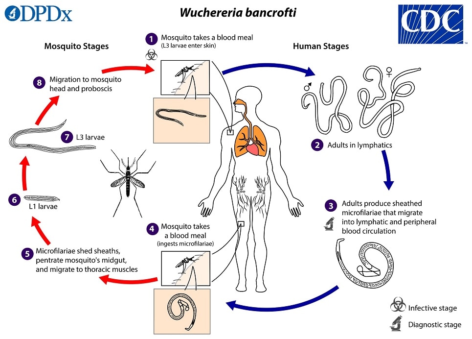 W_bancrofti_LifeCycle