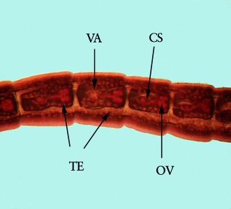 Mesocestoides_proglottid_BAM2.jpg Figure D: Mature proglottids of <em>Mesocestoides</em> sp. stained with carmine. Shown in this specimen are the vagina (VA), cirrus sac (CS), bilobed ovary (OV) and numerous testes (TE).