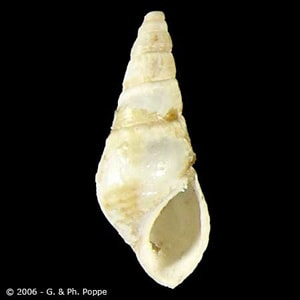 Figure A: Snail in the genus, <em>Semisulcospira</em>. Image courtesy of Conchology, Inc, Mactan Island, Philippines.