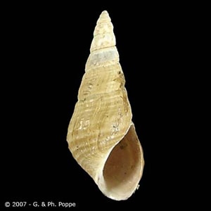 Figure B: Snail in the genus, <em>Semisulcospira</em>. Image courtesy of Conchology, Inc, Mactan Island, Philippines.