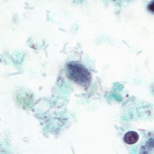 Phominis_BAM8.jpg Figure C
