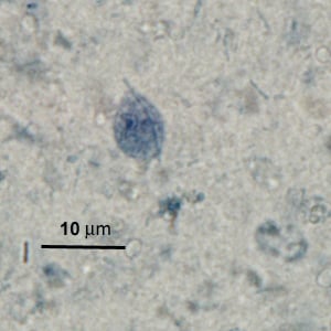 Phominis_IH_BAM1.jpg Figure F