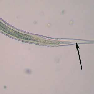 Figure D: Tail-end of the specimen in Figures A-C. Notice the long tail space (arrow) and long, tapering tail sheath.