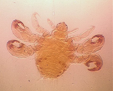 Figure D: Nymph of <em>P. pubis</em>.