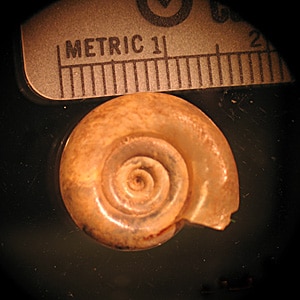 Figure A: <em>Biomphalaria</em> sp., the intermediate host for <em>S. mansoni.</em>.