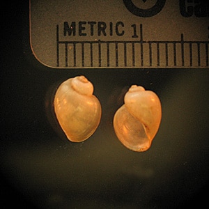 Figure B: <em>Bulinus</em> sp., the intermediate host for <em>S. haematobium</em> and <em>S. intercalatum</em>.