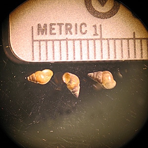 Figure C: <em>Oncomelania</em> sp., the intermediate host for <em>S. japonicum</em>.