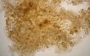 Strongy_C Figure C