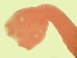 Figure C: Scolex of <em>T. saginata</em>. Note the four large suckers and lack of rostellum and rostellar hooks.
