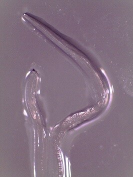 Figure b thelaziasis image