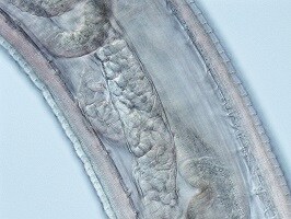 FigureG thelaziasis image