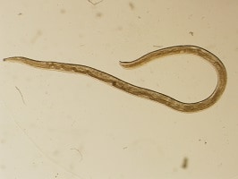 FigureH thelaziasis image