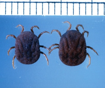 Figure B: <em>Ornithodoros moubata</em>, a known vector for African TBRF spirochetes. Image courtesy of James Occi.