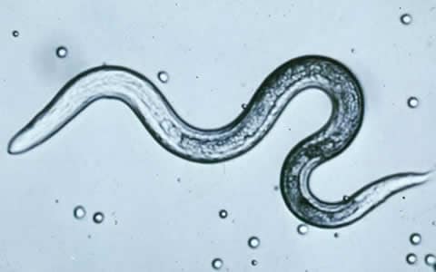 Toxocara_larva.jpg Figure C: <em>T. canis</em> larva.
