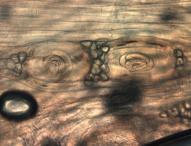 Figure A: <em>Trichinella</em> larvae in pressed bear meat, partially digested with pepsin.
