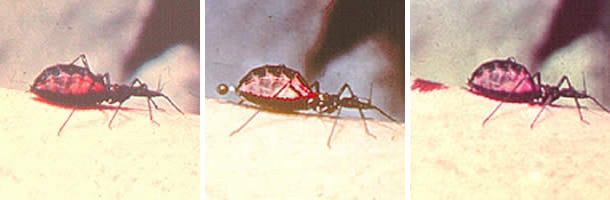 Tcruzi_triatomid_bite.jpg Figure C: Triatomine bug, <em>Trypanosoma cruzi</em> vector, defecating on the wound after taking a blood meal.