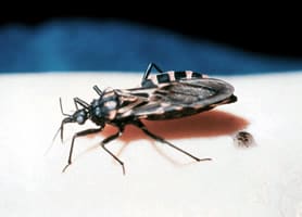 chagas_bug2.jpg Figure A: Triatomine bug, <em>Trypanosoma cruzi</em> vector.