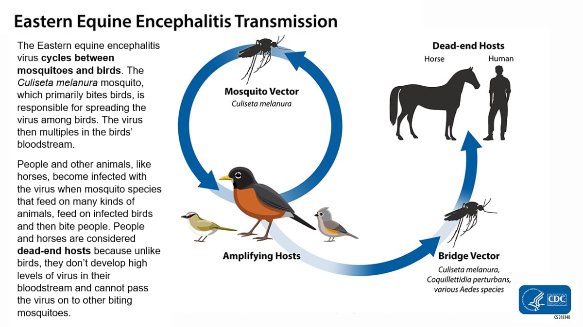 Image of eastern equine encephalitis virus transmission cycle. A Culiseta melanura mosquito and group of birds are shown on opposite sides of a circle with arrows connecting them to represent how eastern equine encephalitis virus cycles between mosquitoes and birds. Another arrow points from the birds to another mosquito and then to the figures of a horse and person. People and horses can become infected when a bridge vector, a mosquito species that feeds on many kinds of mammals and birds, then bites people or horses. People and horses are considered dead-end hosts because, unlike birds, they can't pass the virus on to other biting mosquitoes.