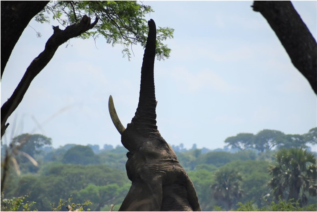 1st Place: Braiden Eilers (EIS 2021) for ‘Just a little bit further’