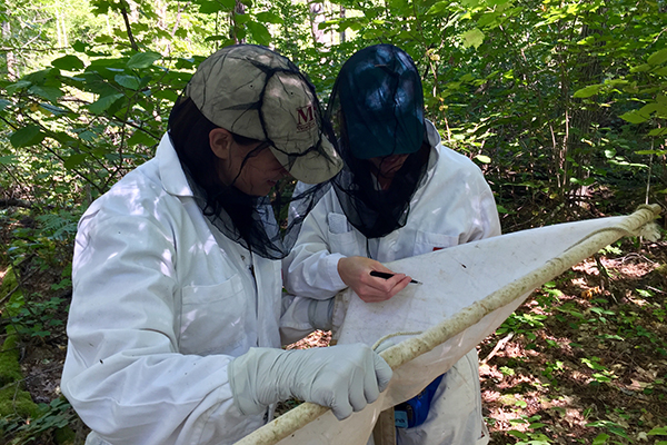 Victoria Hal performing tick surv in northern Minnesota