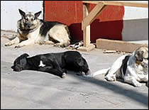 disasters_returnhome03_210px.jpg Foto de perros callejeros.