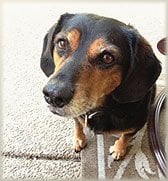 Un perro beagle con cara de preocupación