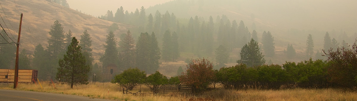Manténgase seguro después de un incendio forestal Bosque lleno de humo después de un incendio forestal.