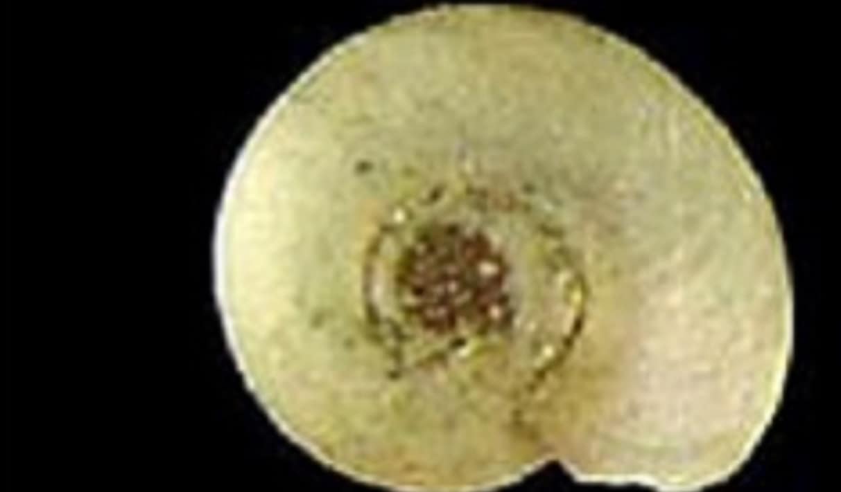 — title missing — Fasciolopsis