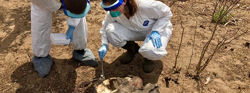 An Epidemic Intelligence Service officer swabs the nasal passage of an elephant carcass during a field investigation for an anthrax outbreak in wildlife. Namibia (2017)