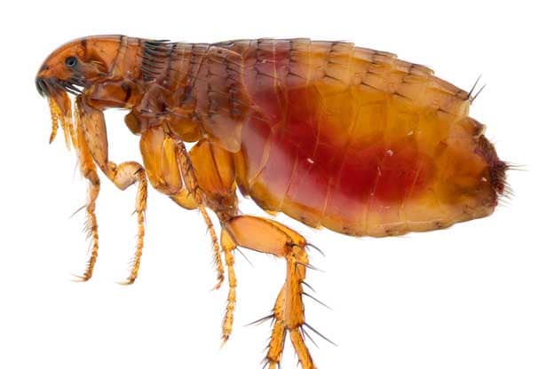 Cat flea full of human blood