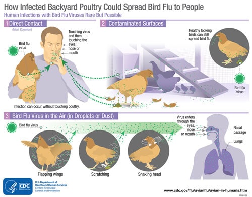 avian-flu-transmission.jpg Avian Influenza Transmission Infographic