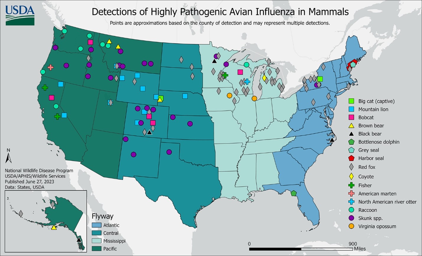 Detection of Highly Pathogenic Avian Influenza in Mammals map of United States Detection of Highly Pathogenic Avian Influenza in Mammals with different colored dots for different mammals
