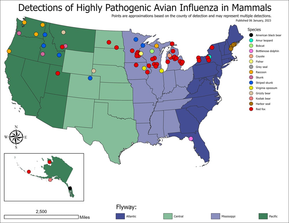 Detection of Highly Pathogenic Avian Influenza in Mammals map of United States Detection of Highly Pathogenic Avian Influenza in Mammals with different colored dots for different mammals