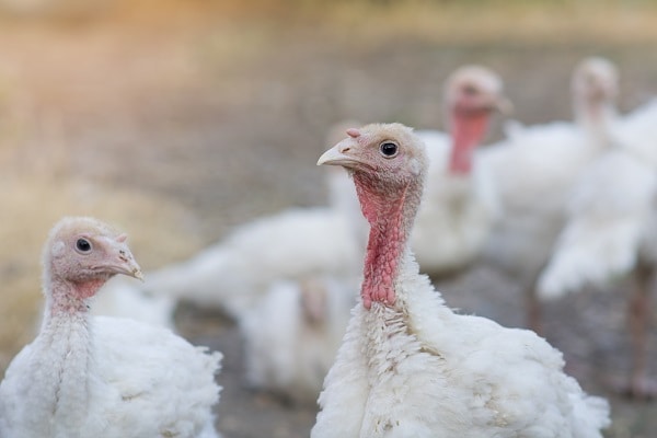 A flock of domestic young turkeys on a farm on a summer day. Close-up. A flock of domestic young turkeys on a farm on a summer day