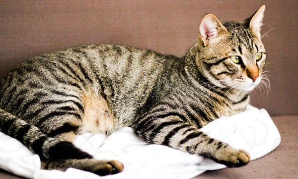 Influenza in Cats