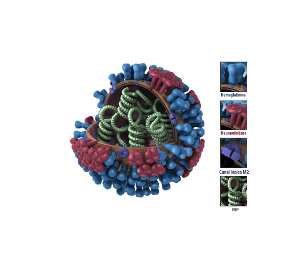 Imagen de virus con vista en 3D, cortado con etiquetas, con varios colores